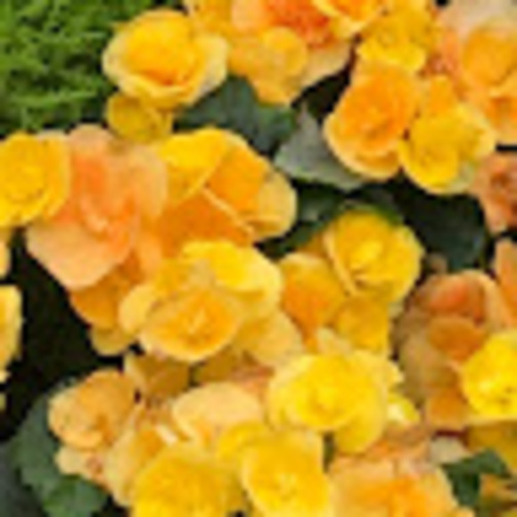 Meet your Posher, Tanya - Picture 1 of 1